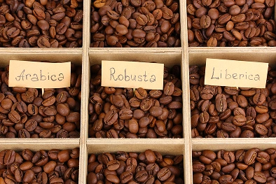 Close-up van drie secties koffiebonen met de labels Arabica, Robusta en Liberica. Elke sectie toont een ander type gebrande boon, gelijkmatig verdeeld.